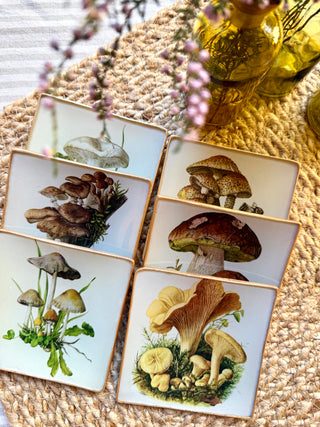 Pack Bolets – Edición de temporada