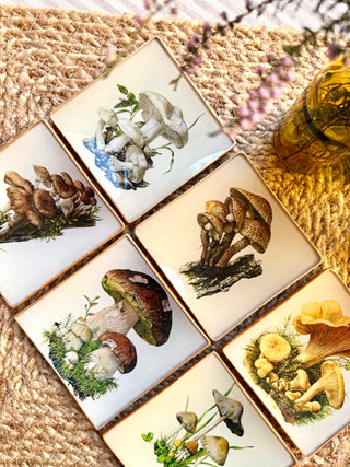 Pack Bolets – Edición de temporada