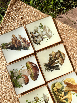 Pack Bolets – Edición de temporada