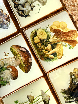 Pack Bolets – Edición de temporada