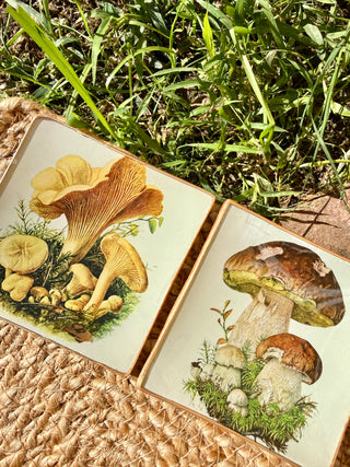 Pack Bolets – Edición de temporada