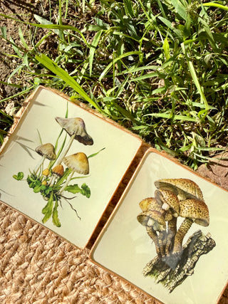 Pack Bolets – Edición de temporada