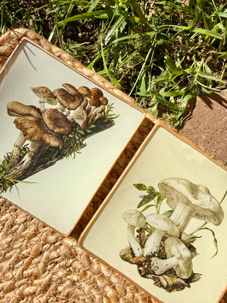 Pack Bolets – Edición de temporada