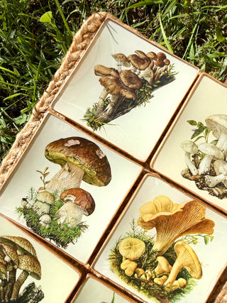 Pack Bolets – Edición de temporada